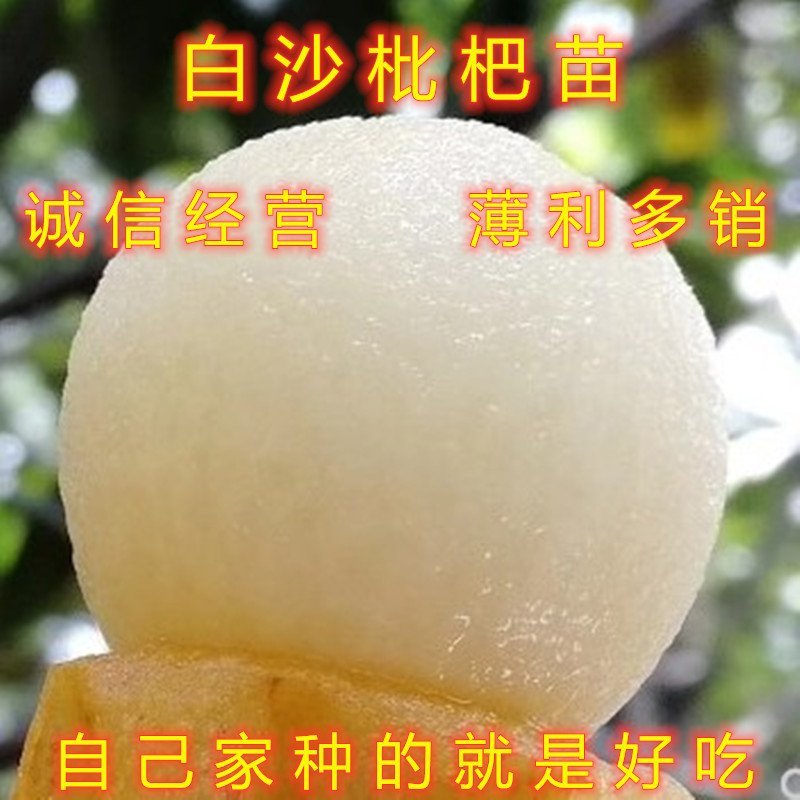 白沙枇杷苗嫁接白沙枇杷树苗南北方种植盆栽地栽枇杷树