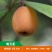 白沙枇杷苗嫁接白沙枇杷树苗南北方种植盆栽地栽枇杷树