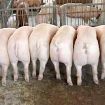 长白母猪、大白母猪、约克母猪、二元母猪、价格质量保证