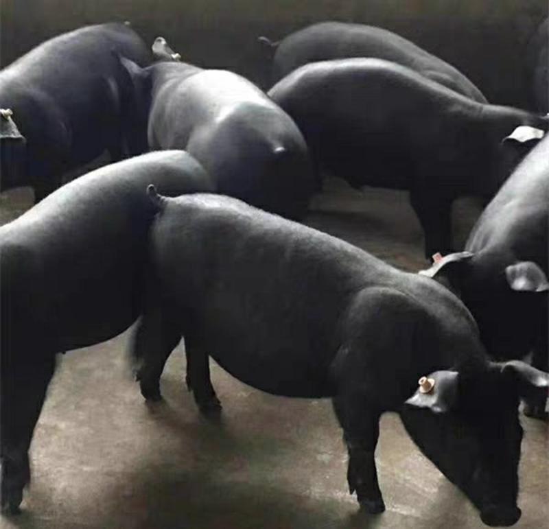 太湖母猪货源充足品质保障欢迎采购商实地考察