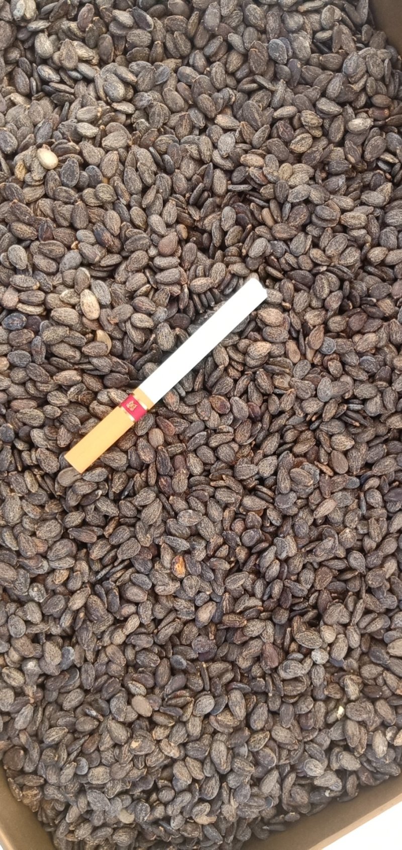 甜王0号西瓜种子早熟，0号甜王，皮薄不裂果，包邮