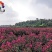 紫薇花树（一到三公分以上开杈修剪工程苗）