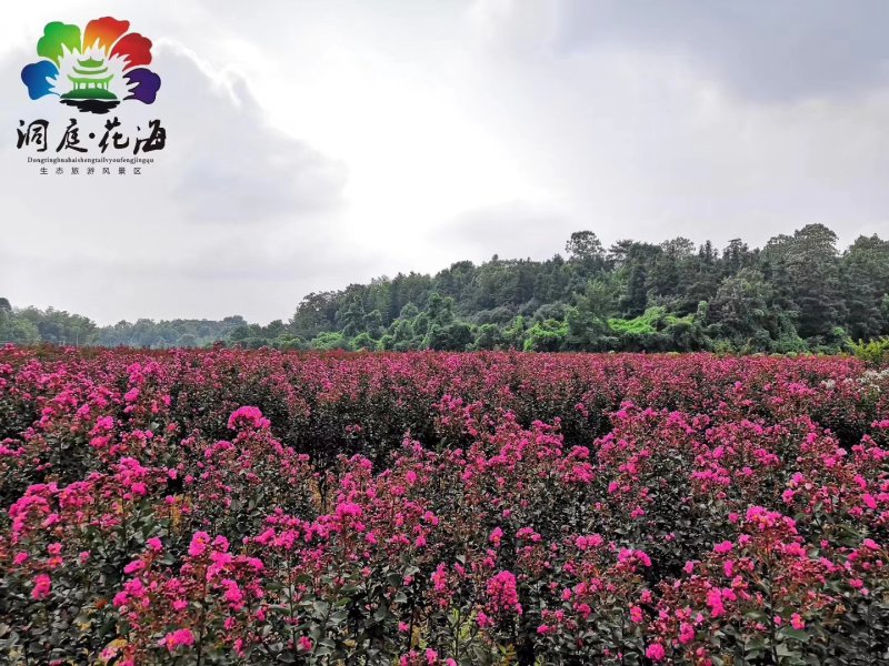 紫薇花树（一到三公分以上开杈修剪工程苗）