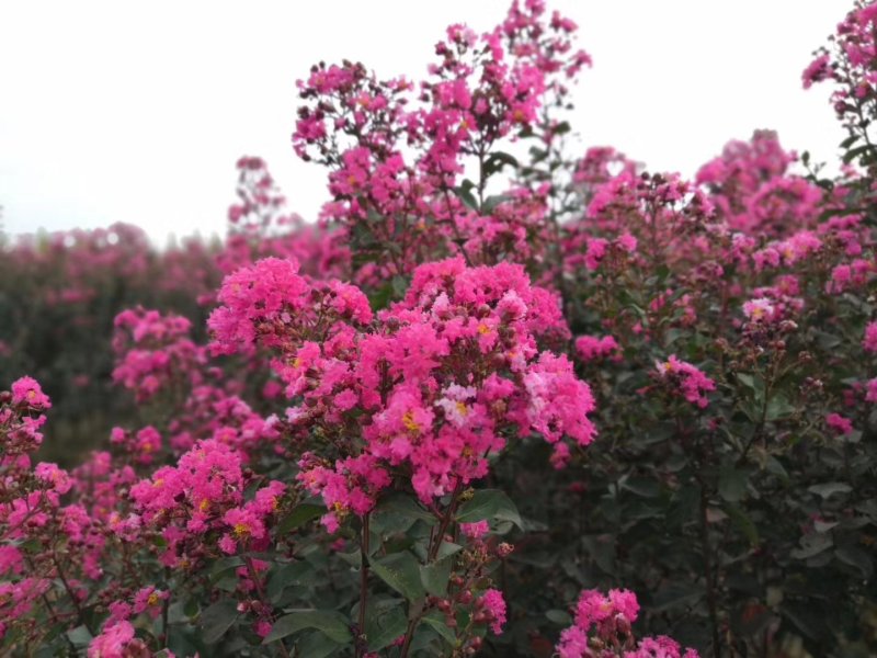 紫薇花树（一到三公分以上开杈修剪工程苗）