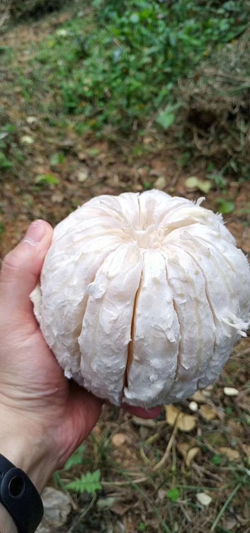 梅州沙田柚金柚之乡