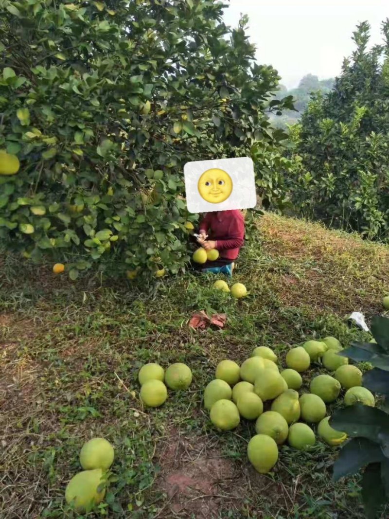 梅州沙田柚金柚之乡