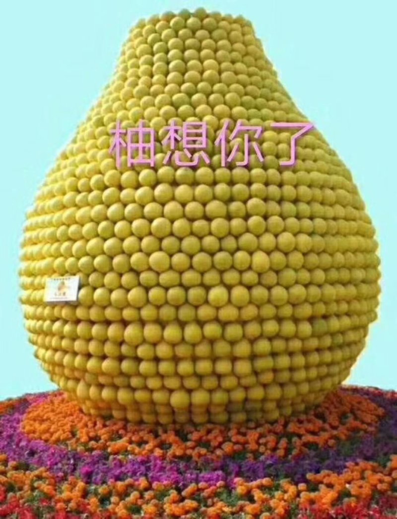 梅州沙田柚金柚之乡