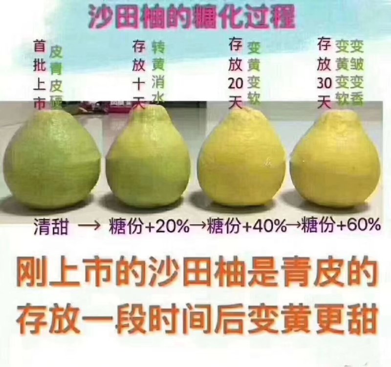 梅州沙田柚金柚之乡
