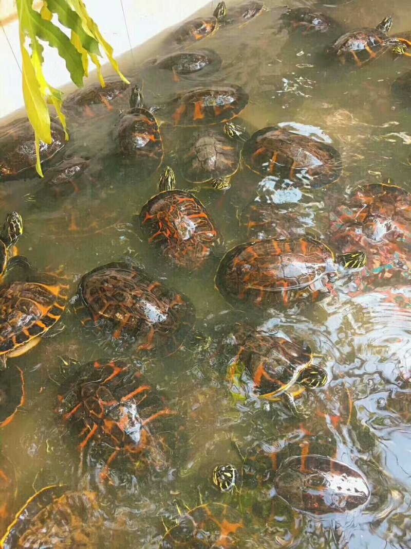 长期供应出售火焰精品种龟