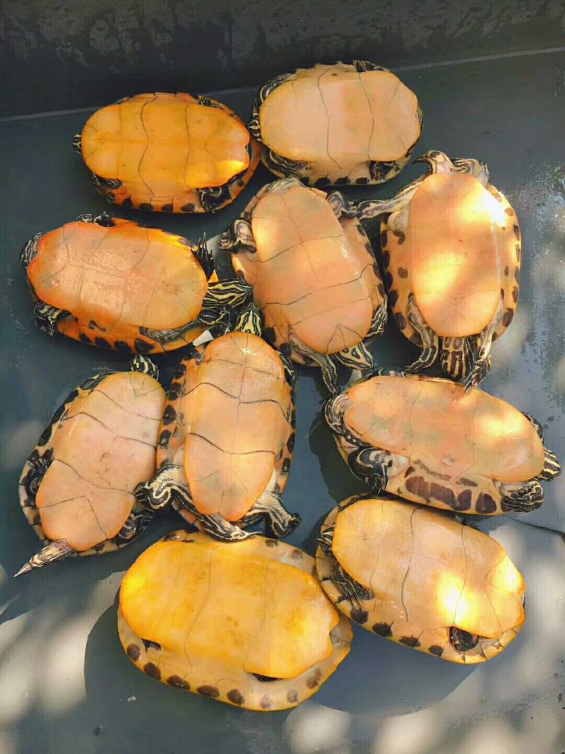 长期供应出售火焰精品种龟