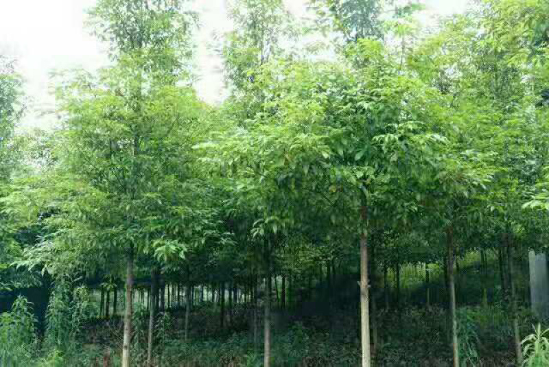 品种优良金丝楠木苗产地直发，量大从优，免费技术指导