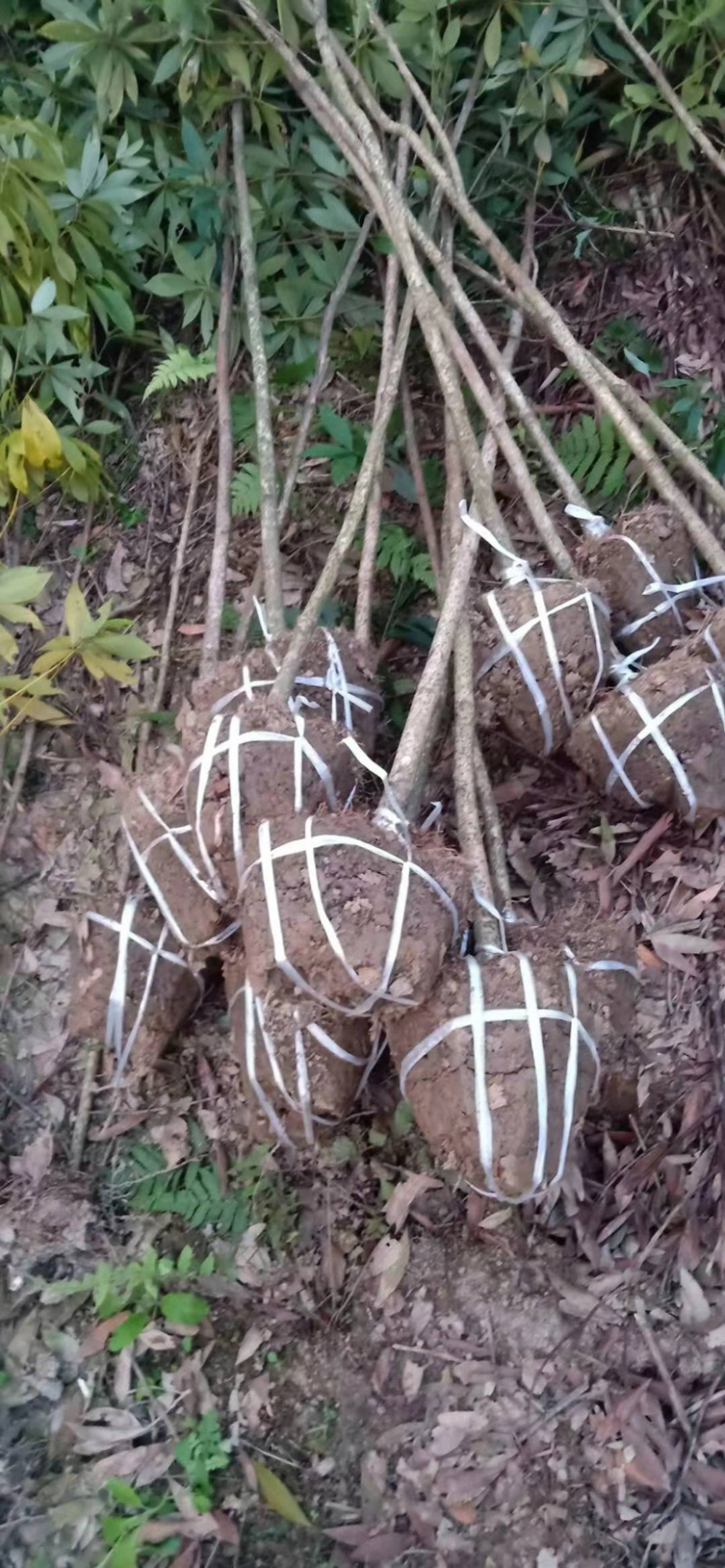 品种优良金丝楠木苗产地直发，量大从优，免费技术指导