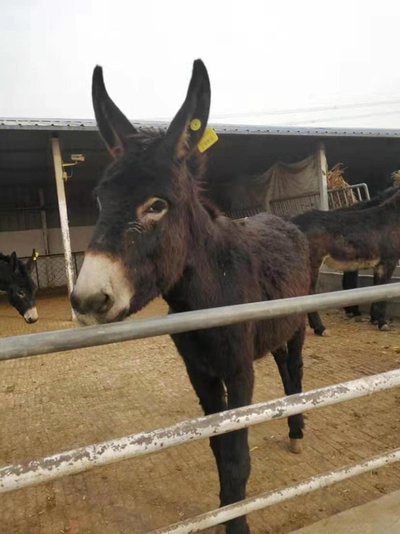毛驴苗免费送货，提供技术，急售3000头品种驴