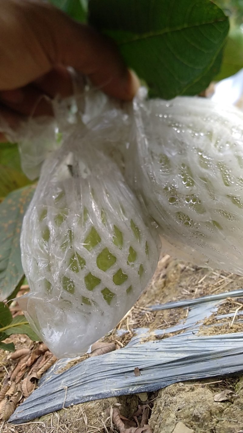 现摘新鲜水果台湾无籽番石榴芭乐水果新鲜当季番石榴
