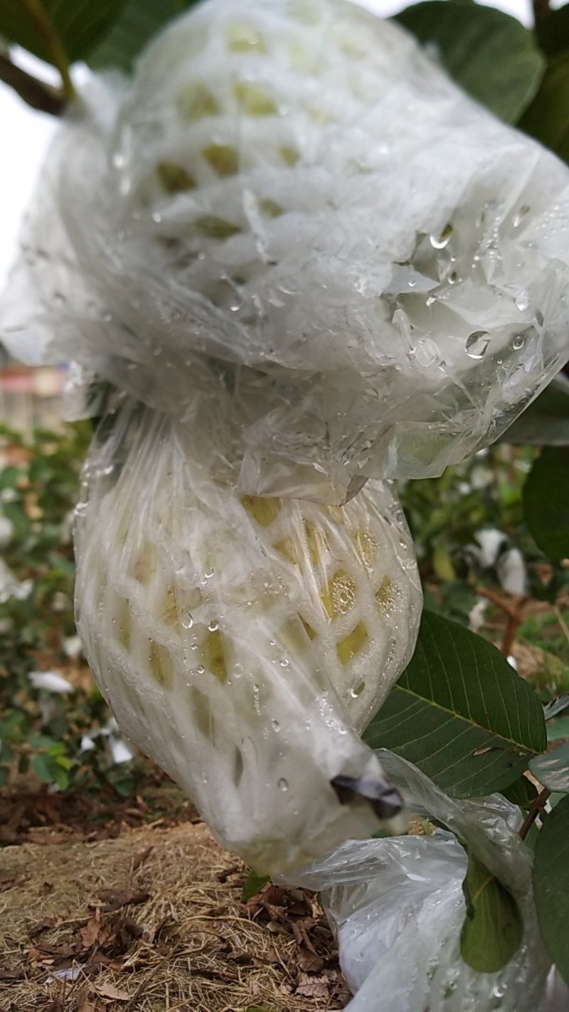 现摘新鲜水果台湾无籽番石榴芭乐水果新鲜当季番石榴