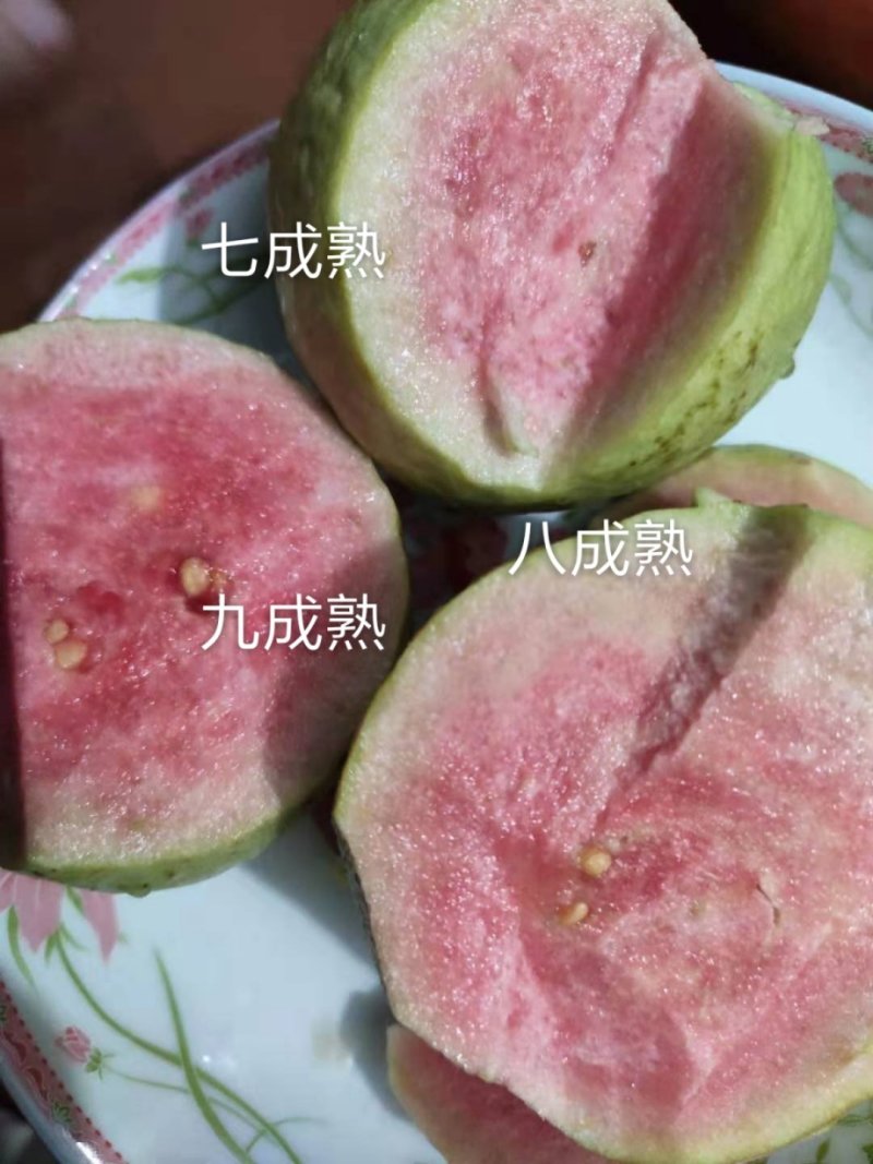现摘新鲜水果台湾无籽番石榴芭乐水果新鲜当季番石榴