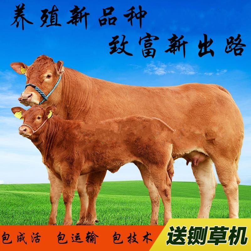 牛犊黄牛品种包纯自由挑选货到付款三包技术