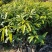 出售大叶榕移植袋苗或地苗需要的老板联系5-25公分