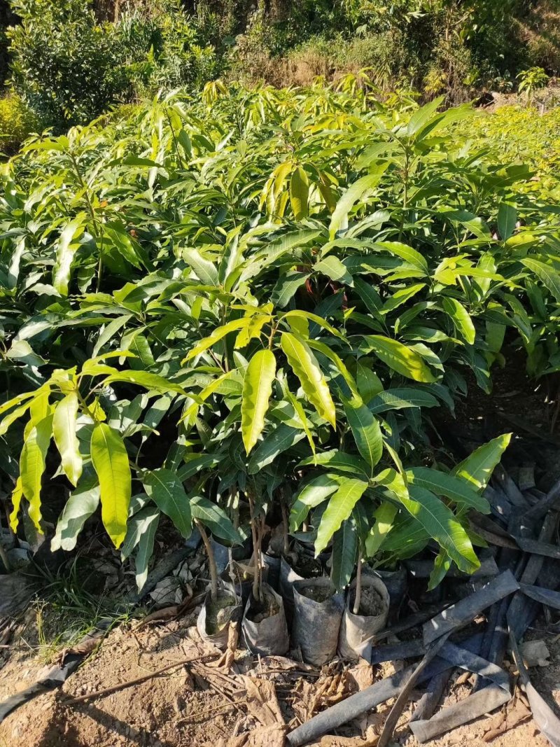 出售大叶榕移植袋苗或地苗需要的老板联系5-25公分