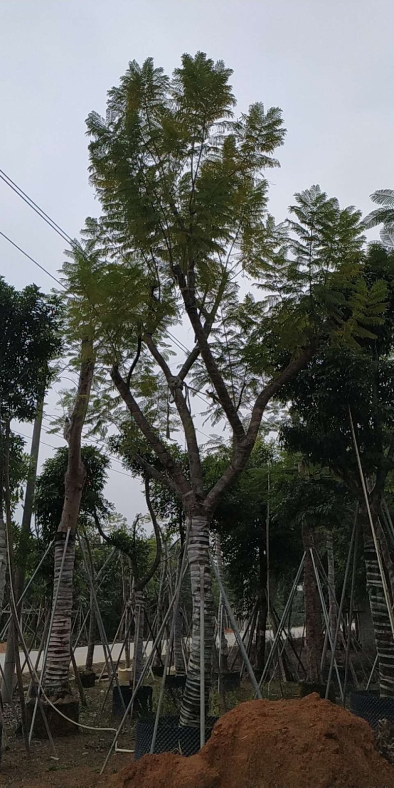 出售自家蓝花楹移植袋苗地苗需要的老板联系
