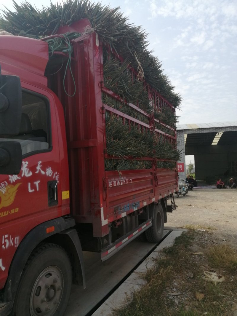 山东优质铁杆大葱毛葱净葱，全国发货
