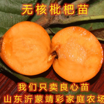 无核枇杷苗嫁接枇杷树苗南北方种植枇杷树苗包品种包结果