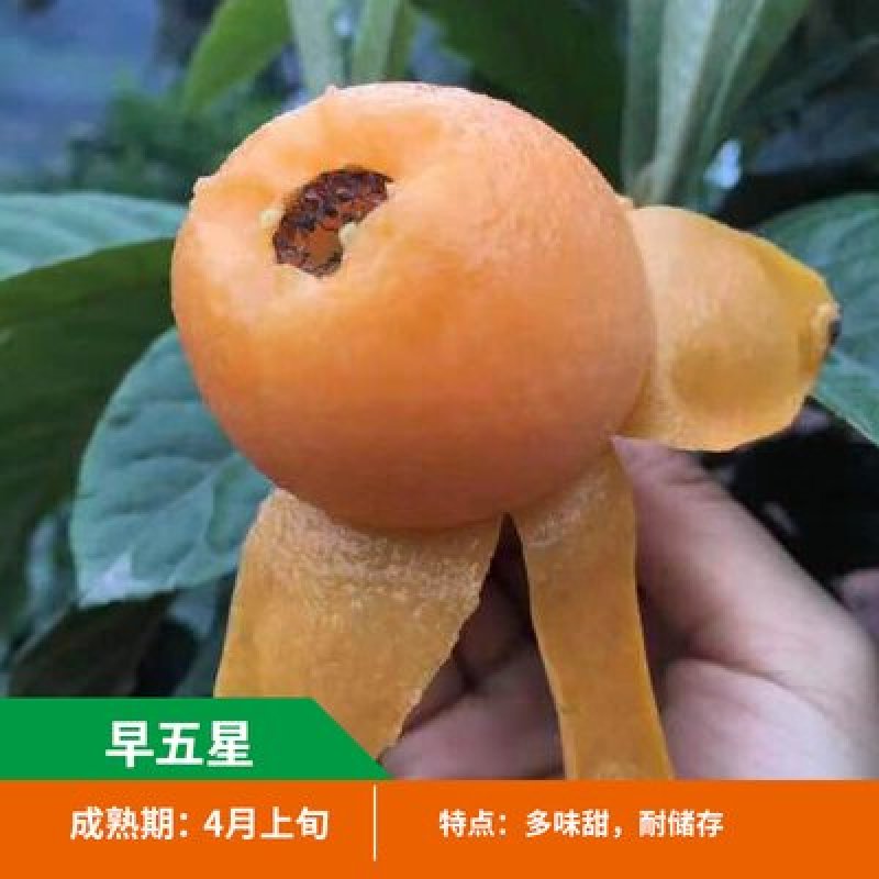 无核枇杷苗嫁接枇杷树苗南北方种植枇杷树苗包品种包结果