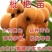 无核枇杷苗嫁接枇杷树苗南北方种植枇杷树苗包品种包结果