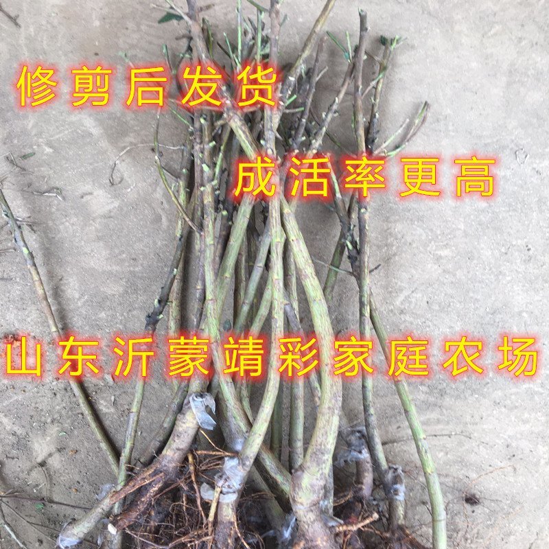 无核枇杷苗嫁接枇杷树苗南北方种植枇杷树苗包品种包结果