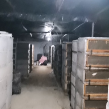 中华白玉蜗牛专业养殖户