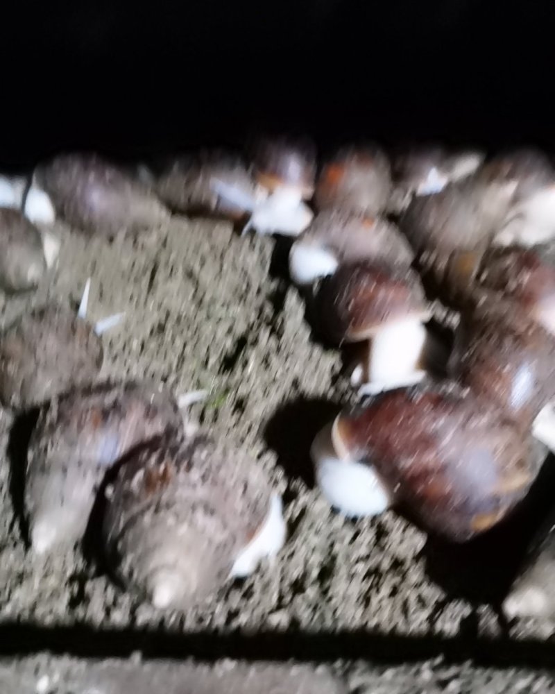 中华白玉蜗牛专业养殖户