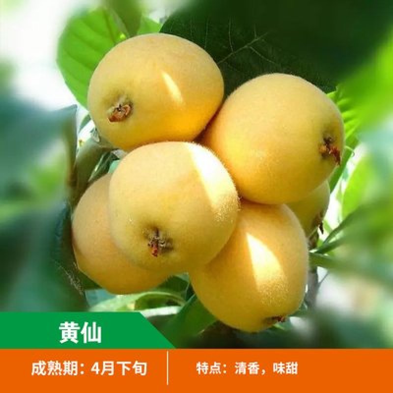 大五星枇杷苗品种枇杷树苗南北方种植枇杷树苗包品种