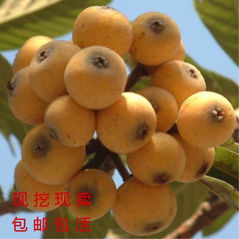 大五星枇杷苗品种枇杷树苗南北方种植枇杷树苗包品种