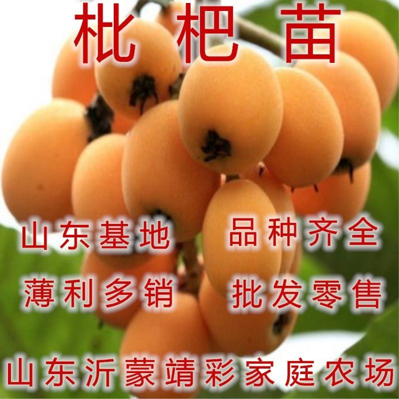 大五星枇杷苗品种枇杷树苗南北方种植枇杷树苗包品种