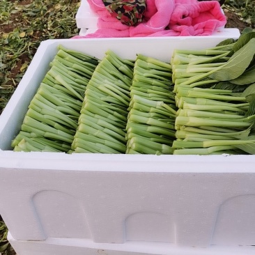 广东菜心长年供应收好第一时间打冷有专业冷库