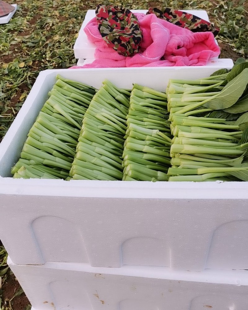 广东菜心长年供应收好第一时间打冷有专业冷库