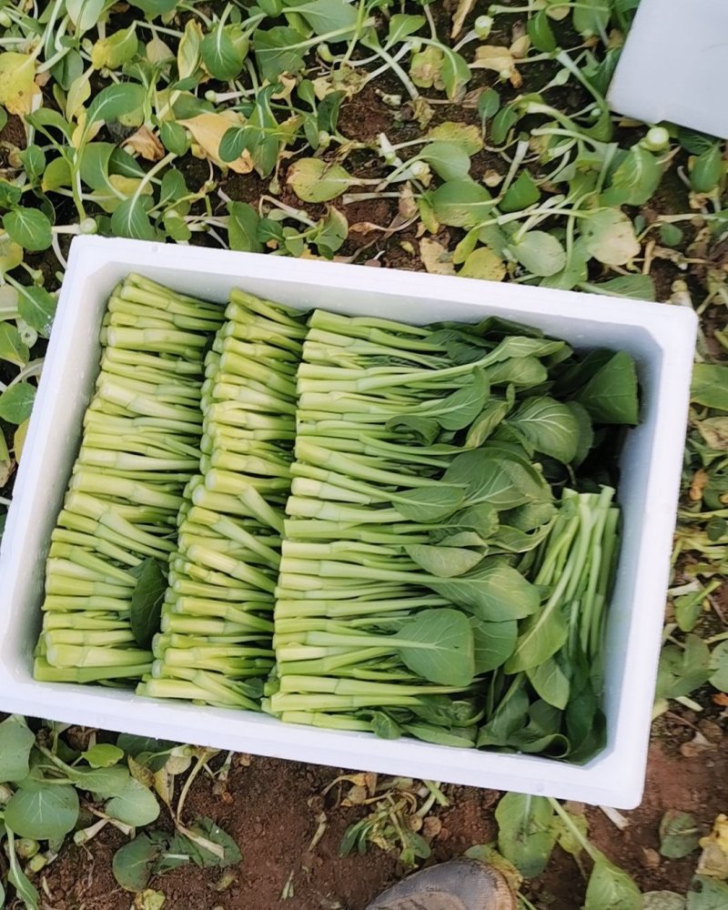 广东菜心长年供应收好第一时间打冷有专业冷库