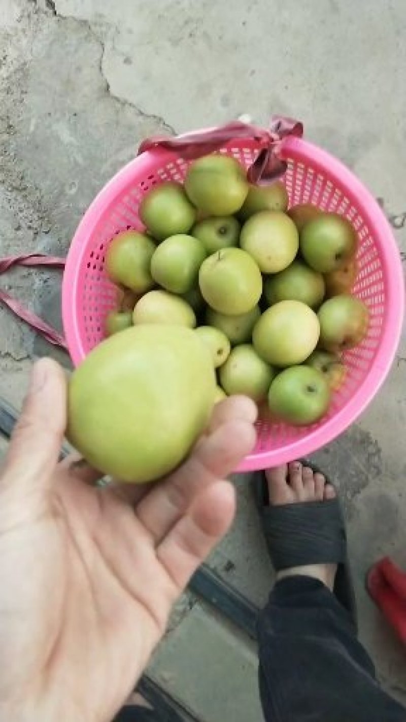 青枣