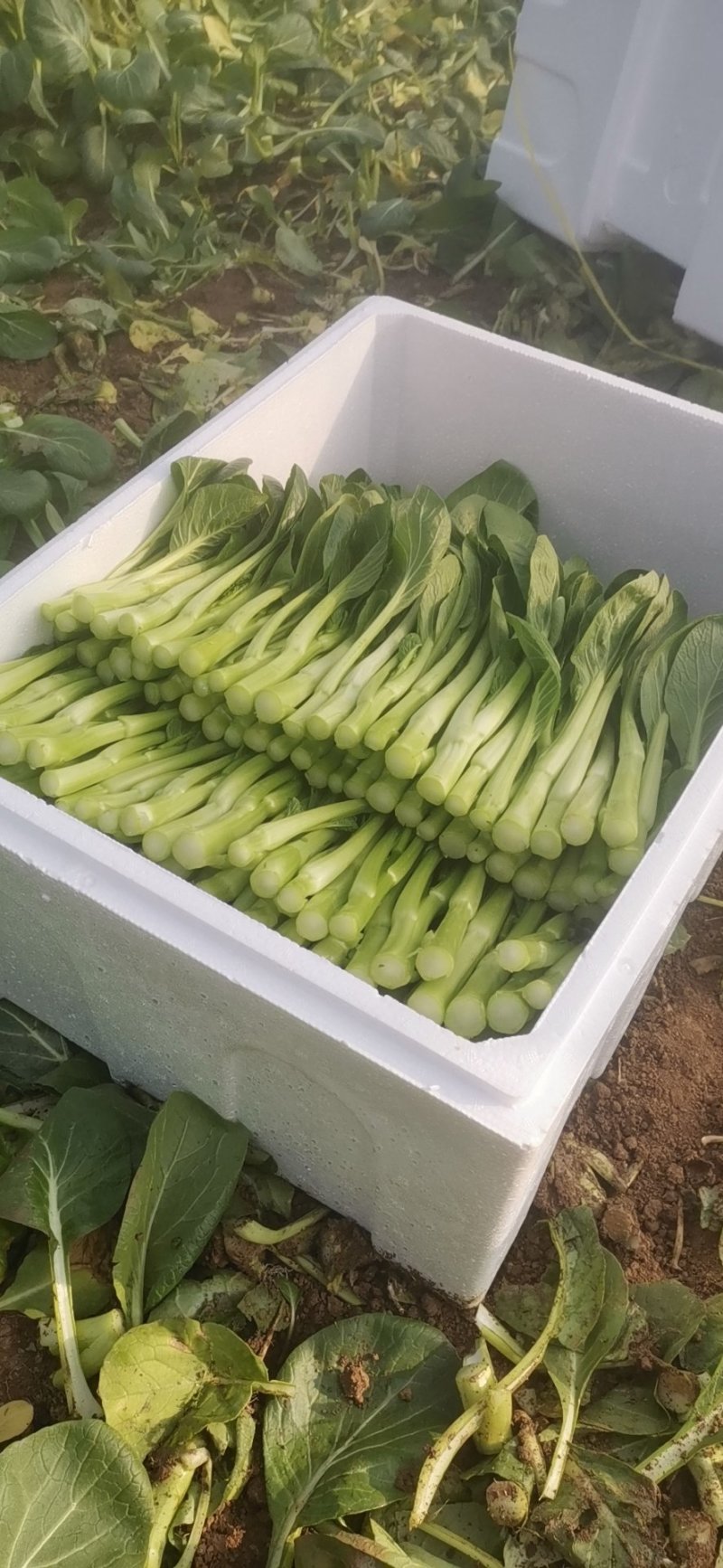 广东菜心长年供应收好第一时间打冷有专业冷库