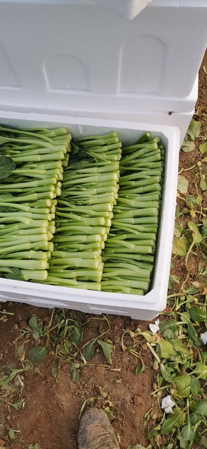 广东菜心长年供应收好第一时间打冷有专业冷库