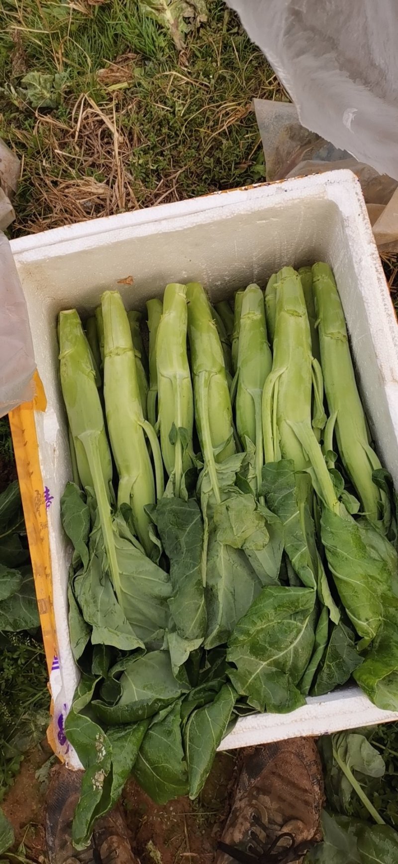 广东菜心长年供应收好第一时间打冷有专业冷库