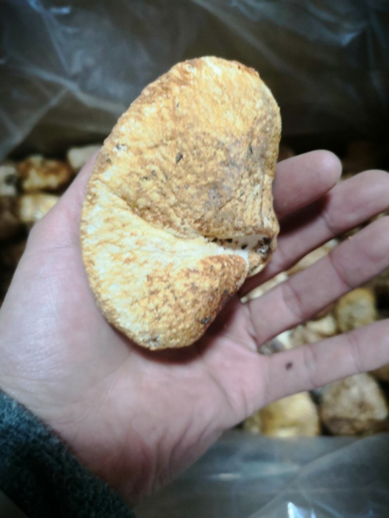 西藏野生猴头菇（食用菌）