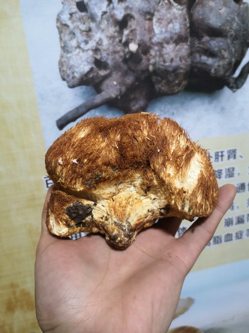 西藏野生猴头菇（食用菌）
