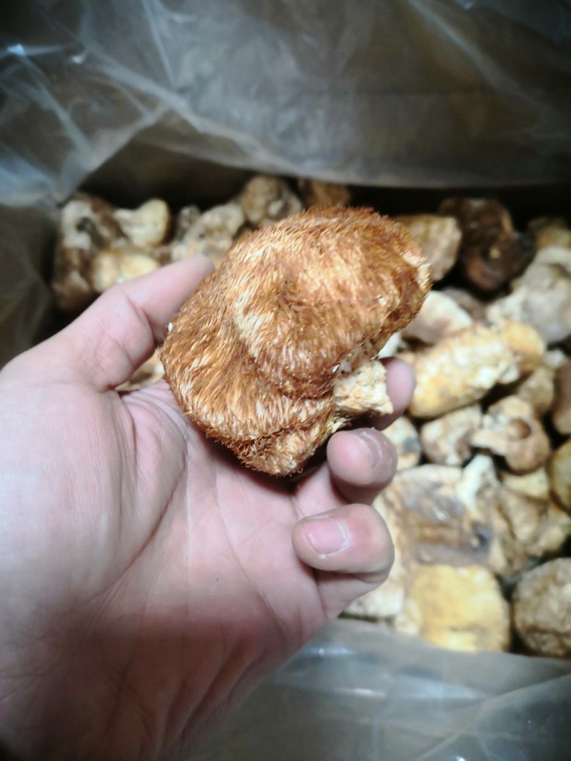 西藏野生猴头菇（食用菌）