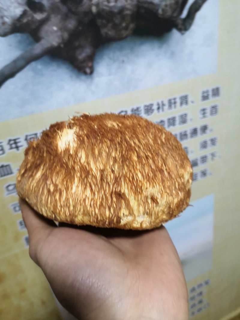 西藏野生猴头菇（食用菌）