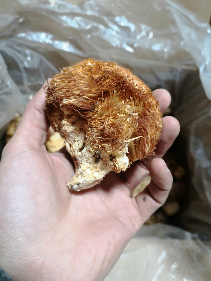 西藏野生猴头菇（食用菌）