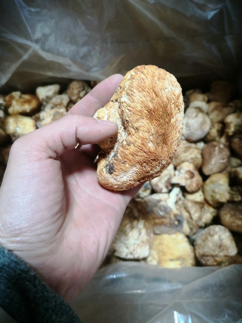 西藏野生猴头菇（食用菌）