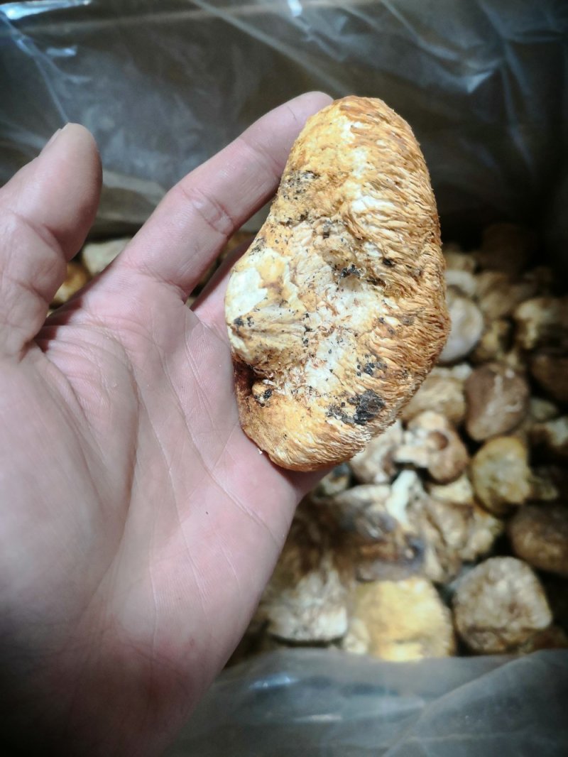 西藏野生猴头菇（食用菌）