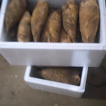 永福精品冬笋支持一件代发品质保证欢迎来电洽谈合作