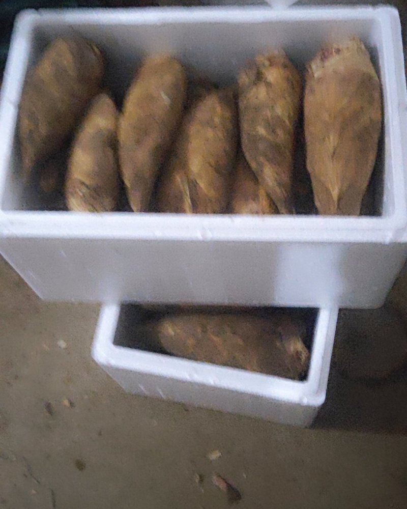 永福精品冬笋支持一件代发品质保证欢迎来电洽谈合作